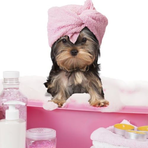 Dog and Pet Daycare